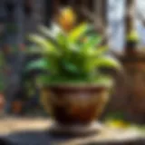 A detailed close-up of a magical plant pot featuring various enchanted plants.